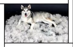 毛質差、過度脫毛？華興重磅推出犬美毛處方糧